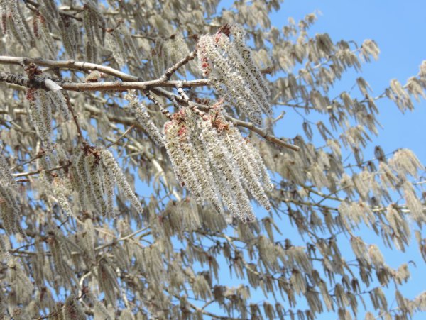 Дерево осина Осиновая роща