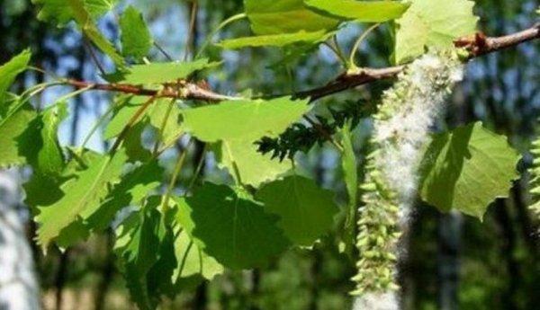 Осина дерево зимой