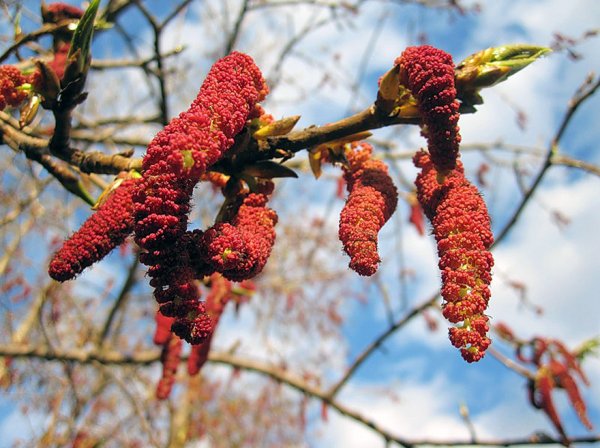 Ольха Сережка Ольховая