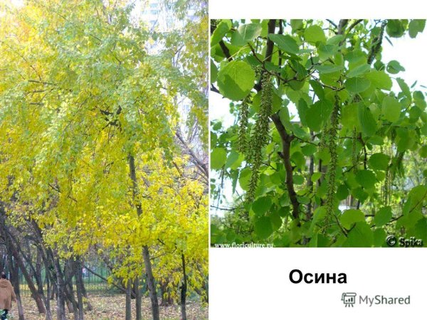 Дерево с красными сережками весной