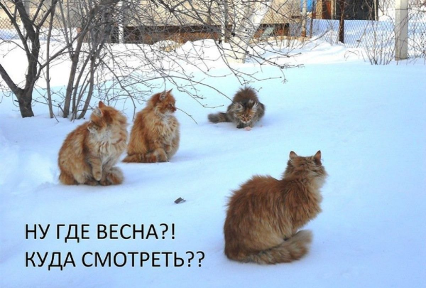 Февраль скоро Весна