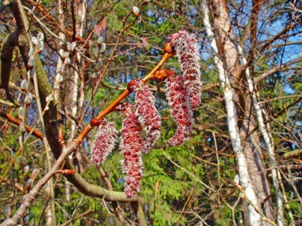 Осина белоствольная