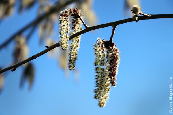 Тополь бальзамический зимой