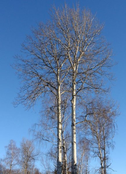 Осина ранней весной