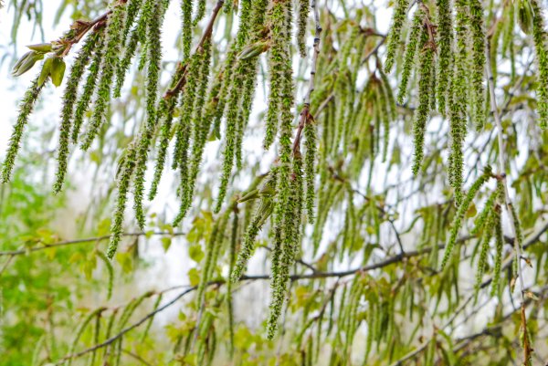 Ствол дерева весной