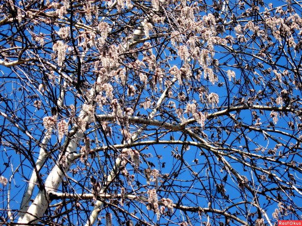 Ольховые бруньки