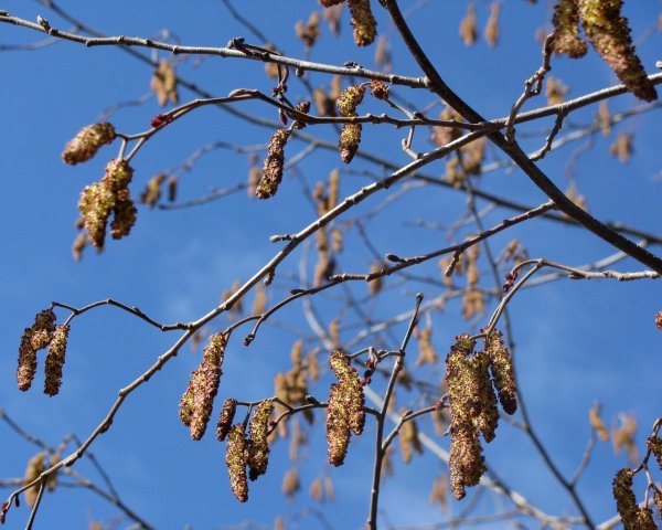 Тополь без листьев