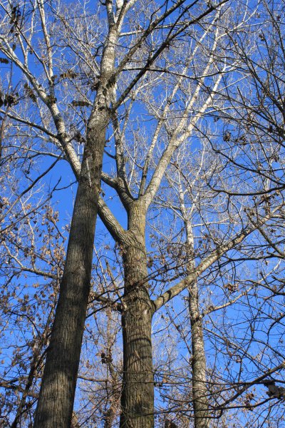 Осина цветет