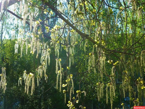Черемуха обыкновенная почки