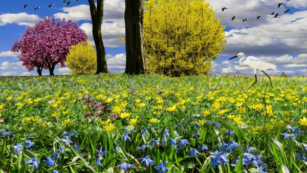 Весенний луг