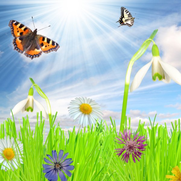 Небо трава цветы