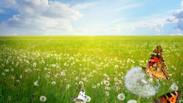 Полянка с бабочками