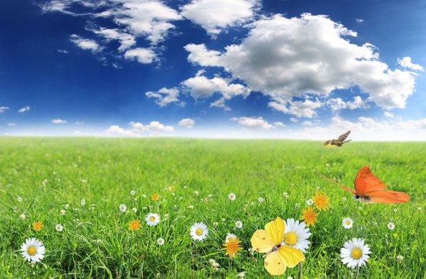 Поляна с цветами и бабочками