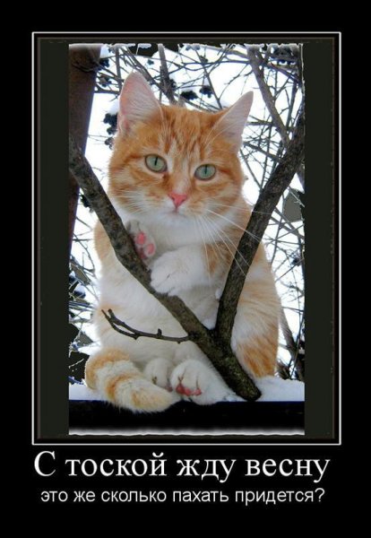 Котики цветут