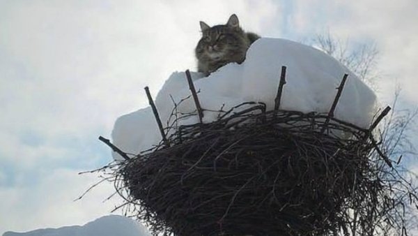 Поскорее бы уже Весна