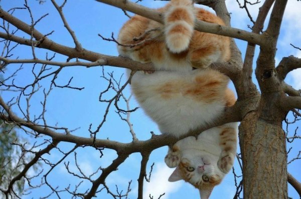 Коты ждут весну