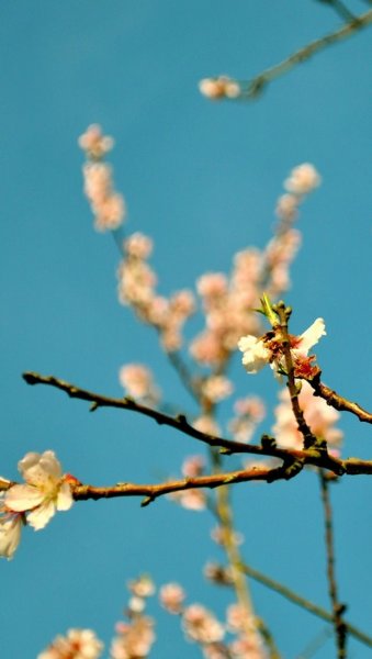 Весна природа бежевое
