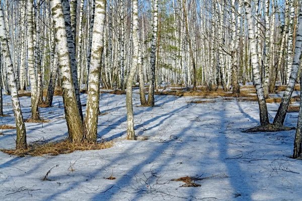 Ранняя Весна в лесу