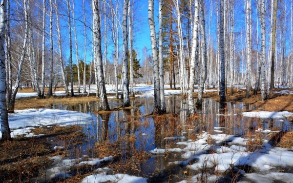 Подснежники Тянь Шань