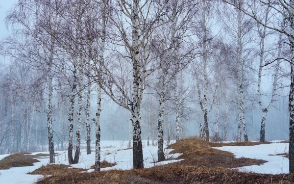 Олимпик подснежники