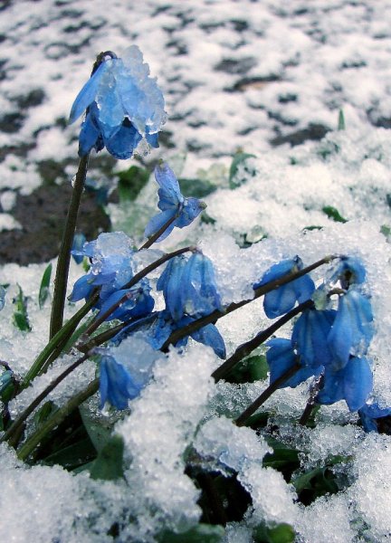 Весенние цветы в снегу