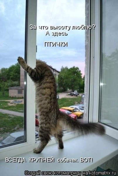 Весенние коты с надписями