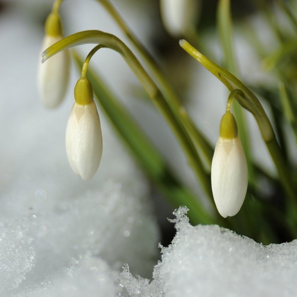 Верба и подснежники