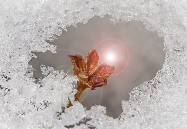 Нежные цветы под снегом