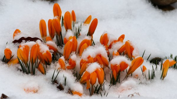 Желтые первоцветы крокусы