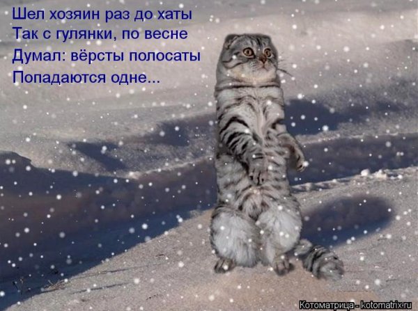 Кот зима пришла