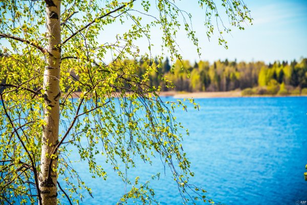 Природа река береза солнце