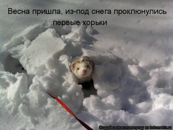 Пришла Весна и выпал снег