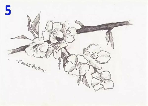 Весна рисунок карандашом