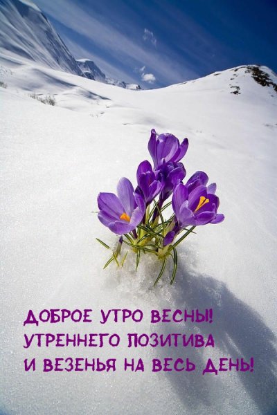 Птицы в снегопад