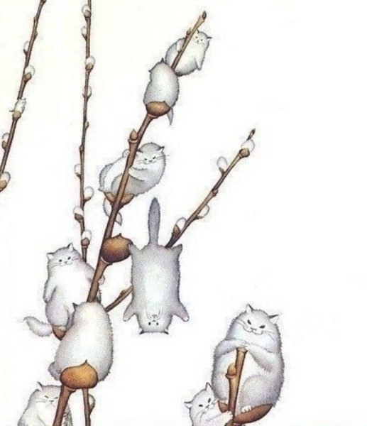 Йога котики