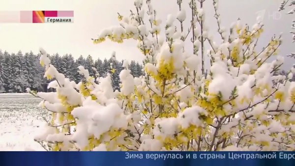 Зима вернулась