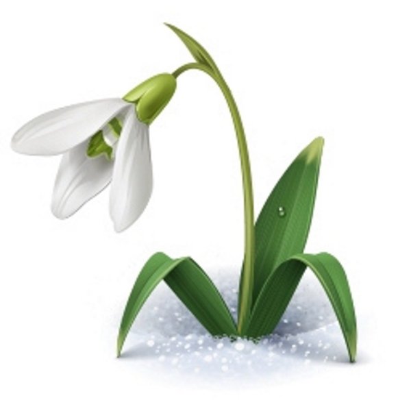 Подснежники на белом фоне