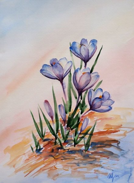 Акварельные цветы крокусы