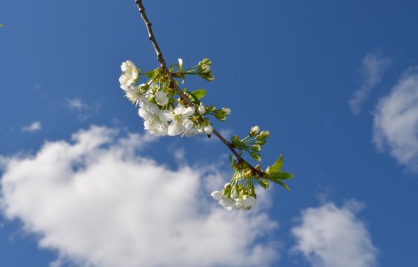 Цветущая ветка на фоне неба