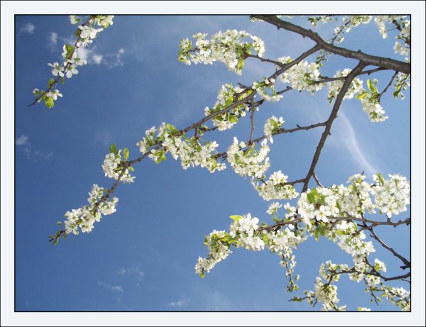 Весеннее Майское небо