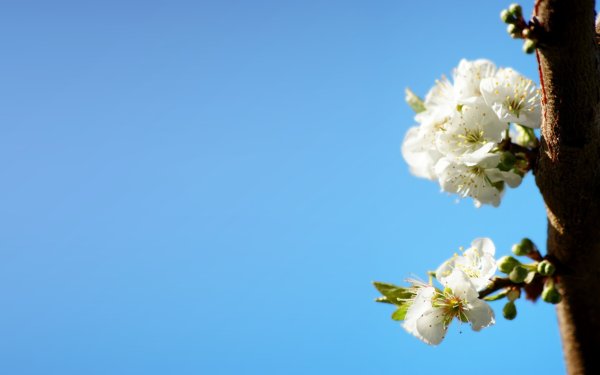 Небо Цветущая яблоня