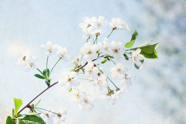 Весенняя ветка