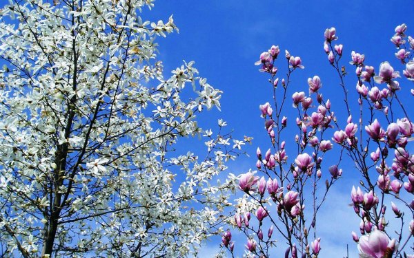 Весеннее небо