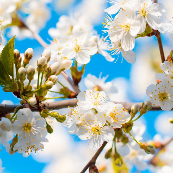 Лето сирень