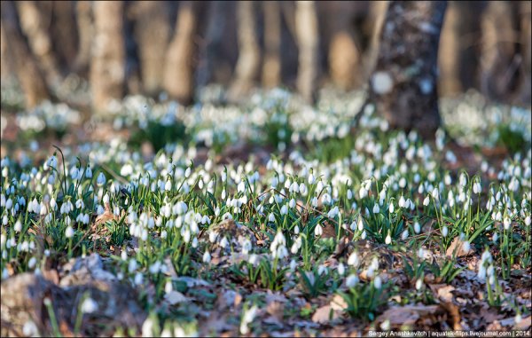 Весна проталины подснежники природа