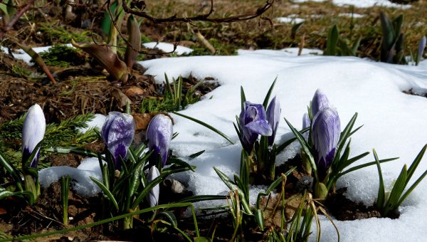 Фотоконкурс первоцветы