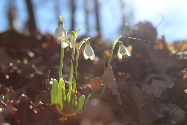 Первоцветы подснежники