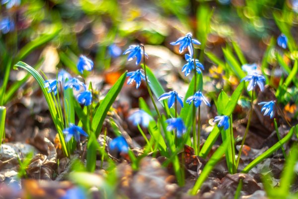 Пролеска Луговая