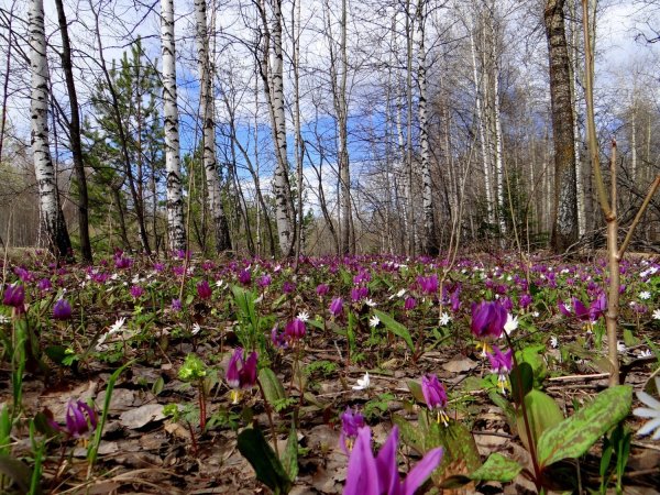 Сибирские первоцветы Кандык