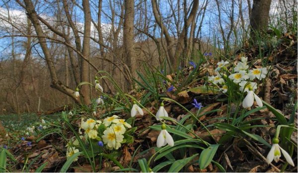 Первоцветы Весна Кисловодск